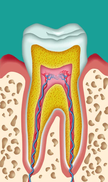 Dente — Vetor de Stock