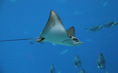 Sting Ray clipart