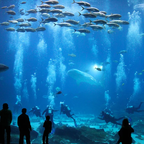 巨大的水族馆 — 图库照片