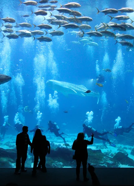 水族馆 — 图库照片