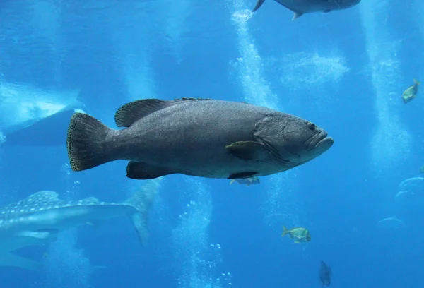 Fish profile — Stock Photo, Image