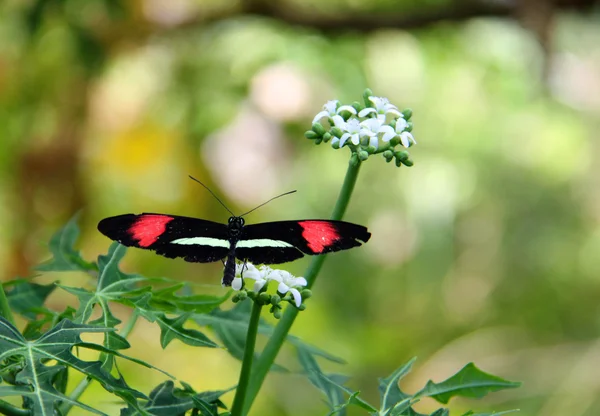 Doris Butterfly — Stock Photo, Image