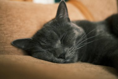 Tatlı ev kedisi şekerleme yapıyor. Gri renkli kedi evdeki rahat kanepede uyuyor..