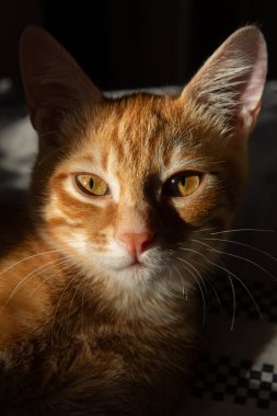 Güneş ışığındaki kırmızı kedi