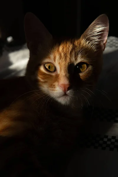 Red Cat Sunlight — Stock Photo, Image