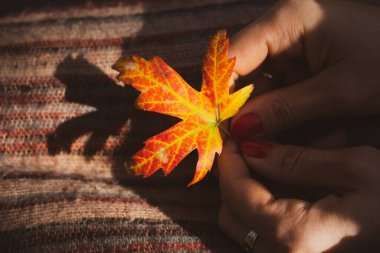 Kadın elinde altın bir yaprak. Sonbahar doğa konsepti. Ekim konsepti. Renkli akçaağaç yaprağıyla el ele tutuşmak. Parlak sonbahar yaprakları. Mevsimsel detaylar. Sonbaharın renkleri.