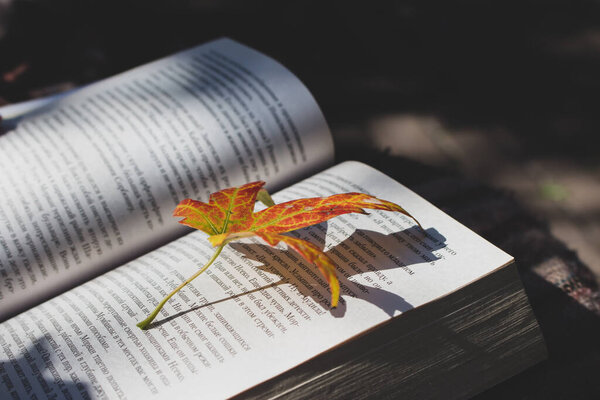 Open book with autumn colored leaf. Bright small leaf on book page. Reading hobby. Read book on sunny day. Autumn leisure. Literature and education concept. Storytelling concept.