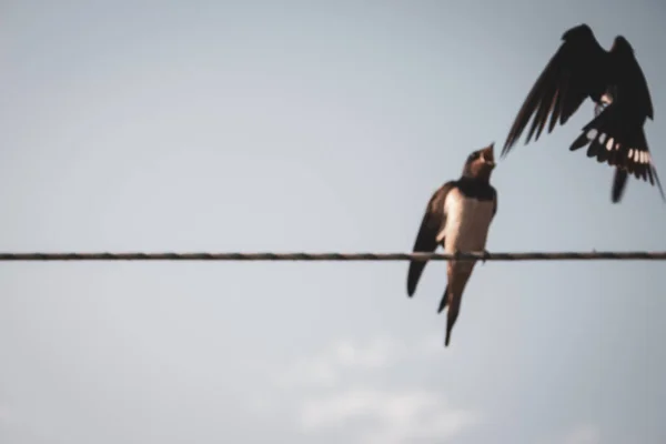 Bulanık Kuş Yemi Sahnesi Pte Küçük Bir Yudum Yut Odağını — Stok fotoğraf