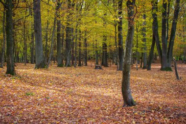 Sonbahar ormanı. Ağaçlar ve düşen altın yapraklar. Kasım arka planı. Parkta sonbahar ağaçları. Mevsim değişimi. Sonbaharda manzaralı bir orman. Renkli doğa. 