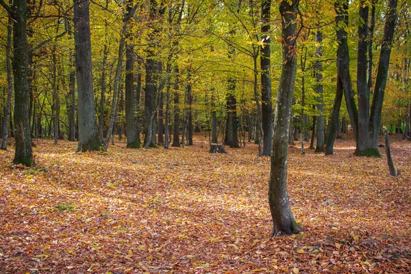 Floresta Outono Árvores Folhas Douradas Caídas Fundo Novembro Árvores Outono — Fotografia de Stock