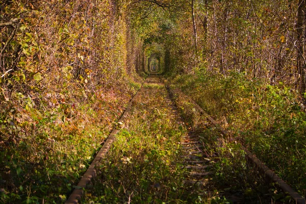Famosa Paisagem Chamada Túnel Amor Ucrânia Ferrovia Com Túnel Natural — Fotografia de Stock