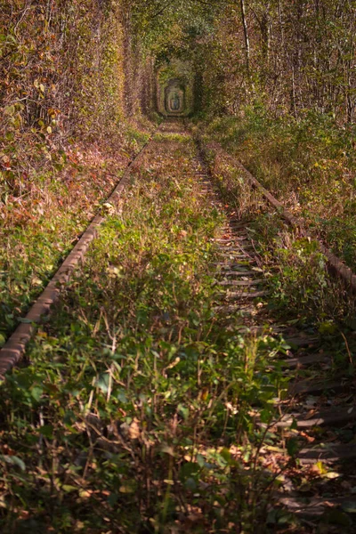 Paysage Célèbre Appelé Tunnel Amour Ukraine Chemin Fer Avec Tunnel — Photo