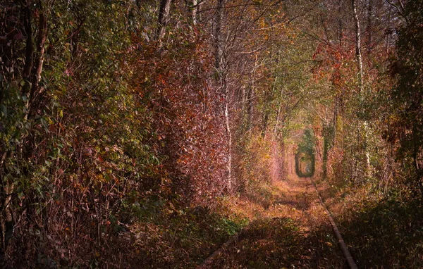 Słynny Krajobraz Zwany Tunel Miłości Ukraina Kolejka Kolorowym Naturalnym Tunelem — Zdjęcie stockowe