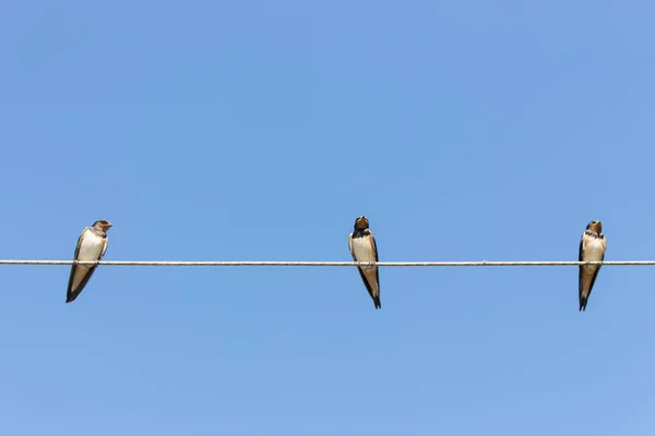 Pte Tatlı Kırlangıç Mavi Gökyüzü Arka Planına Karşı Kuş Vahşi — Stok fotoğraf