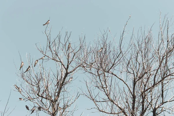 Ağaçtaki Sürüyü Gökyüzü Arka Planına Karşı Yut Vahşi Yaşam Konsepti — Stok fotoğraf