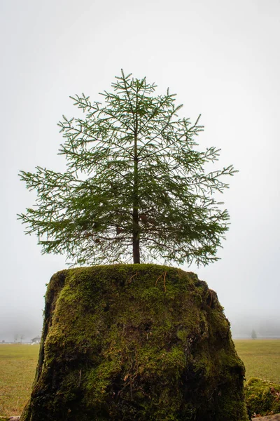 Junge Grüne Tanne Auf Altem Baumstumpf Lebenskonzept Wachstumskonzept Schönheit Der — Stockfoto