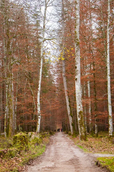 Lidé Stezce Pestrobarevném Lese Stezka Tichých Lesích Podzimní Krajina Přírody — Stock fotografie