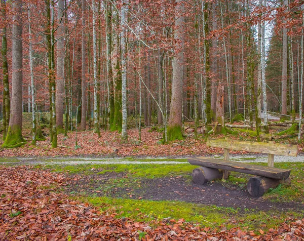 秋の森のベンチ 紅葉と苔の森の中で空の木製の銀行 休憩の概念を取る 森の中を 田園風景 カラフルな秋の風景 リラックスのための座席 平和公園 — ストック写真