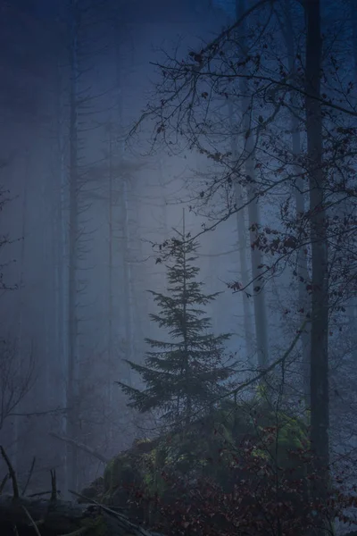 Pinheiro Nevoeiro Floresta Mística Nevoeiro Papel Parede Floresta Mal Humorado — Fotografia de Stock