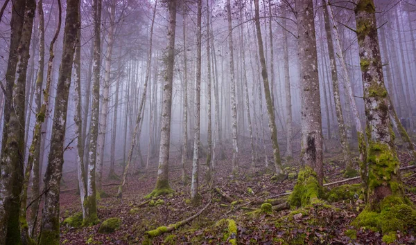 Floresta Mística Nevoeiro Papel Parede Floresta Mal Humorado Floresta Fadas — Fotografia de Stock