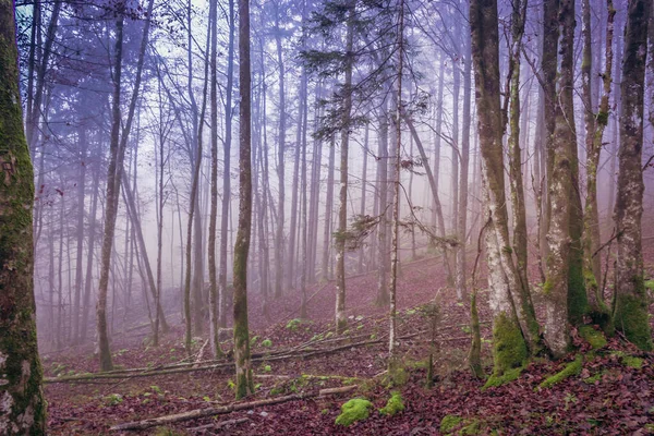 Floresta Mística Nevoeiro Papel Parede Floresta Mal Humorado Floresta Fadas — Fotografia de Stock