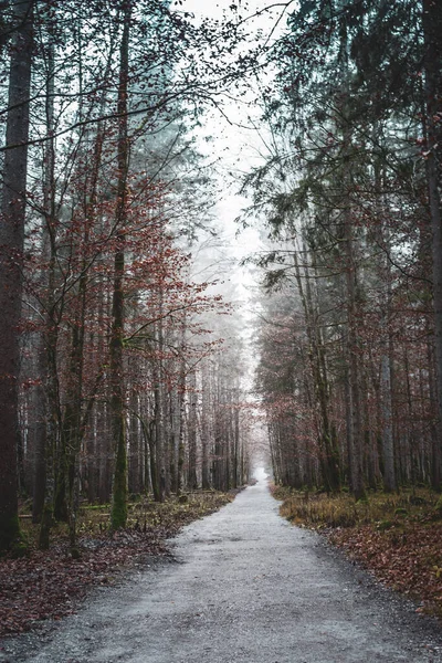 Trilha Vazia Floresta Nebulosa Caminho Bosque Nebuloso Outono Paisagem Natural — Fotografia de Stock