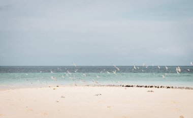 Tropikal sahilde beyaz ve siyah kuş sürüsü. Beyaz kumsaldaki martılar. Mavi suyu olan tropik deniz manzarası. İnanılmaz sahildeki deniz kuşları. Cennette tatiller. Sahilde uçan kuşlar.