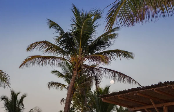 Palmbomen Avondhemel Achtergrond Met Maan Tropisch Landschap Zonsondergang Tropisch Resort — Stockfoto
