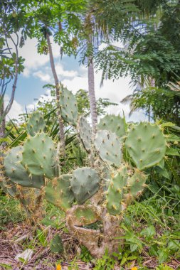 Yağmur ormanlarındaki büyük kaktüsler. Tropikal doğa. Agava kaktüsü çalısı. Dikenli bitkiler. Taze egzotik doğa. Yeşil açık hava kaktüsü.  