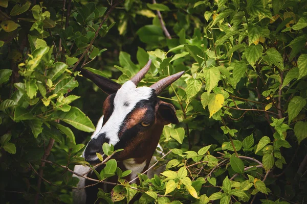 Cabra Con Cuernos Los Arbustos Lindo Retrato Niño Cabra Grazing — Foto de Stock