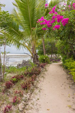 Deniz kenarındaki tropik bahçede yol. Hint Okyanusu kıyısındaki turistik tatil beldesinde. Plajda tropikal çiçekler ve bitkilerle alçak gelgit manzarası. Egzotik doğa. Cennette seyahat et. 