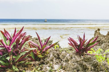 Alçak gelgit arkaplanlı tropikal bitkileri olan Rocky plajı. Hint okyanus kıyısının havadan görünüşü. Arka planda çiçekler ve tekne olan egzotik bir deniz kenarı. İnanılmaz göl doğası. Yaz cenneti.