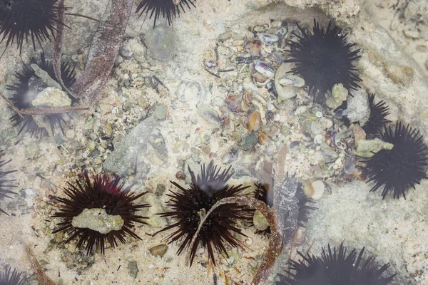 大堡礁上的乌尔钦 靠近点 水下生活 海洋生物 水面下昂贵的黑色胆 热带自然 桑给巴尔海底 — 图库照片