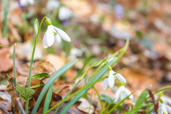 Снежные Цветы Лесу Весна Природы Дикие Белые Цветы Цветы Цветут — стоковое фото