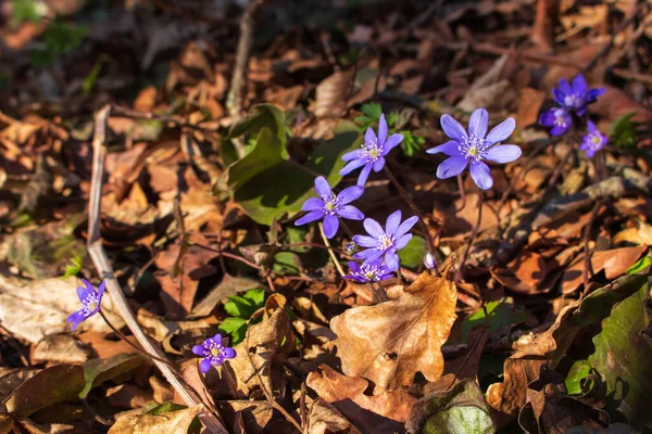 Spring Crocus Flowers Sunlight Purple Flowers Forest Springtime Concept Beauty — Stock Photo, Image