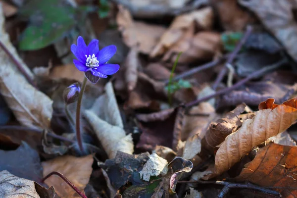 Весенний Цветок Крокус Синий Цветок Лесу Концепция Весны Бьюати Природе — стоковое фото