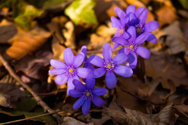 Весенние Крокус Цветы Солнечном Свете Фиолетовые Цветы Лесу Концепция Весны — стоковое фото