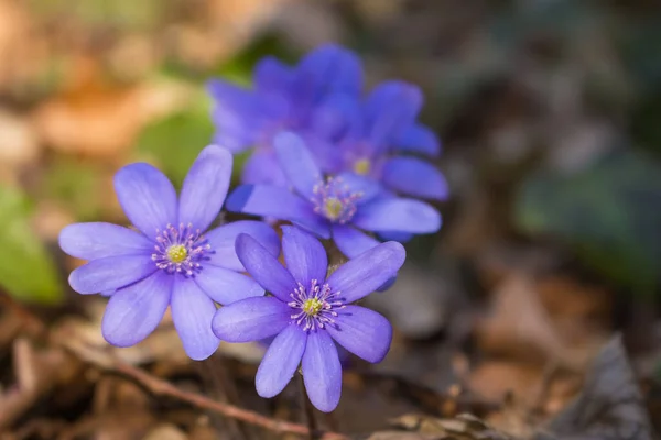 Весенние Крокус Цветы Солнечном Свете Фиолетовые Цветы Лесу Концепция Весны — стоковое фото