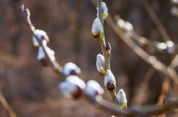 Весною Являється Верба Концепція Весняного Часу Краса Природі Крупним Планом — стокове фото