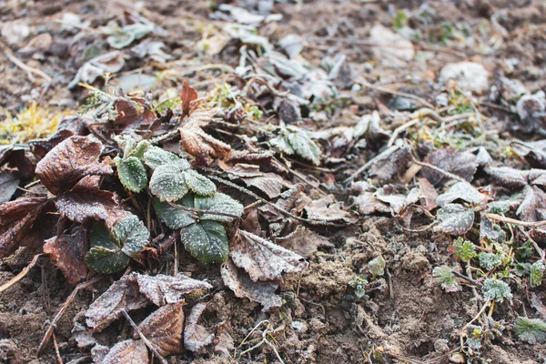 Mróz Liściach Zamknij Mróz Ziemi Wczesną Wiosną Zimna Pogoda Natura — Zdjęcie stockowe