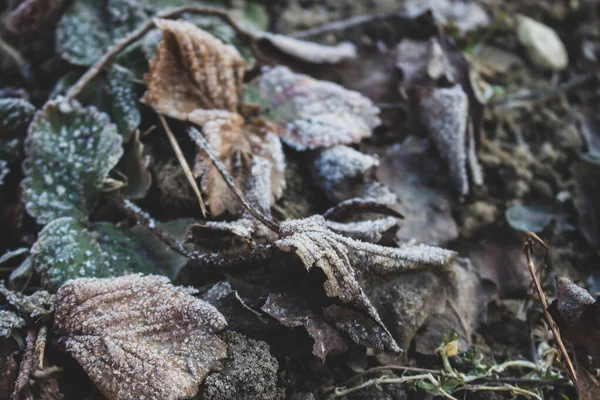 Mróz Liściach Zamknij Mróz Ziemi Wczesną Wiosną Zimna Pogoda Natura — Zdjęcie stockowe