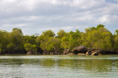 Deniz kıyısındaki Mangrove çalıları. Mangrovlarda gelgit yükselir. Afrika 'da tropik bir manzara. Egzotik doğa. Tropik ekosistem. Hint Okyanusu kıyısındaki yağmur ormanları.