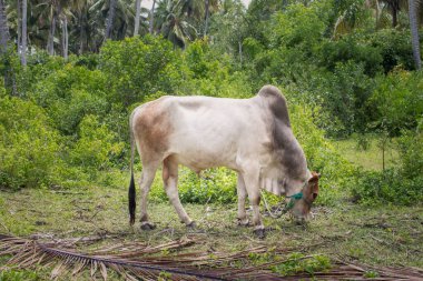 Grazing bull. Cattle farm. Adult white bull. Domestic animals concept. Beef on tropical pasture. Bull in countryside. Farmland landscape.