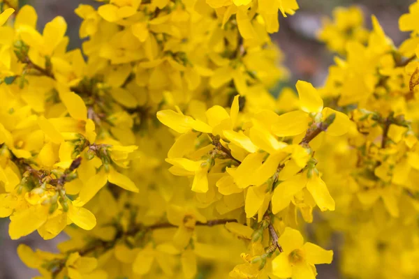 Acacia Flowers Yellow Spring Flowers Sunny Background Springtime Concept Blooming — Stock Photo, Image