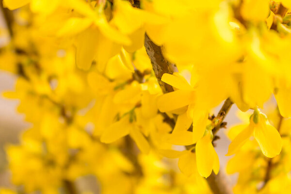 Acacia flowers. Yellow spring flowers. Sunny background. Springtime concept. Blooming nature. Beauty in nature. Golden flowers. Vibrant yellow color.