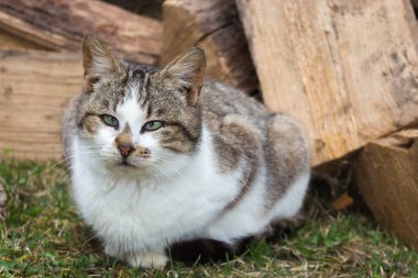 Odun arka planında komik bir kedi. Arka bahçede tuhaf bakışları olan oturan bir kedi. Köydeki sevimli kedi yavrusu. Kırsal hayvanlar. Şirin evcil kedi. Evcil hayvan konsepti. Komik kedi portresi. Ukrayna köyündeki kedi.