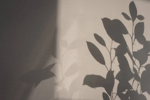 Plant silhouette on the wall. Leaves shadow on wall.  Abstract floral background. Futuristic pattern. Floral pattern. Plant silhouette in sunlight.