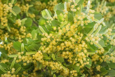 Çiçek açmış ıhlamur ağacı. Çiçekli, yemyeşil yapraklı ıhlamur ağacı. Yaz doğası. Yaz parkı çiçek açmış. Doğada güzellik. Güzel bir tilia ağacı. Tıbbi bitkisel konsept. 