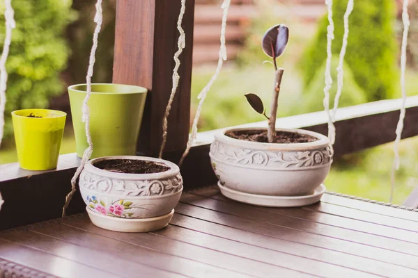Potted plant on table on patio. Terrace design. Flowers in pots, outdoors. New life concept. Botany background. Decorative pots with plants. Growth concept.