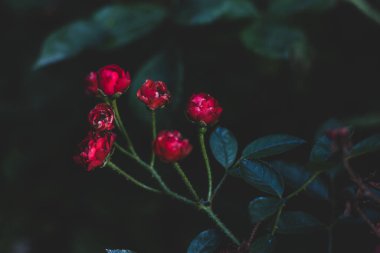 Small red roses in garden. Deep green leaves with brighr red roses. Wild blooming flowers. Summer garden. Beauty in nature, close up. Mini roses in shadows. Spring nature. Fragrance in nature.
